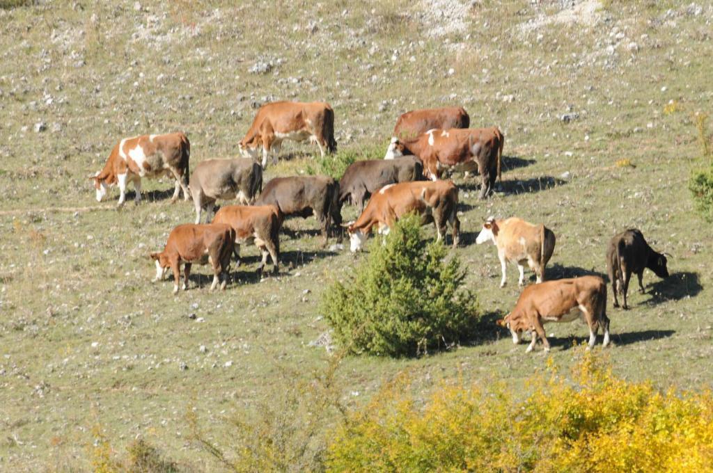 Bio Agriturismo Valle Scannese Villa Scanno Kültér fotó